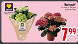 Hortensie von EDEKA im aktuellen EDEKA Prospekt für 7,99 €