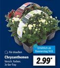 Chrysanthemen im Angebot bei Lidl in Troisdorf Chrysanthemen Angebote bei Lidl Troisdorf für 2,99 €
