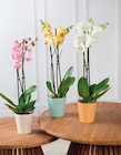 Orchidée 2 Tiges - U Express à Carpentras Orchidée 2 Tiges en promo chez U Express Carpentras à 9,99 €