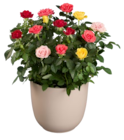 Rosier Arlequin dans le catalogue Lidl