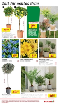 Blumen im toom Baumarkt Prospekt "Respekt, wer's selber macht." mit 30 Seiten (Oberhausen)