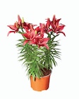 Lys asiatique en promo chez Lidl Argenteuil à 4,79 €