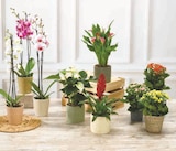 Orchidée 2 tiges en promo chez U Express Orchidée 2 tiges dans le catalogue U Express