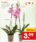 Netto Marken-Discount - Orchideen Angebot im Prospekt Orchideen bei Netto Marken-Discount im Prospekt "" für 3,99 €