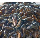 Moules de bouchot S.T.G. FILIÈRE QUALITÉ CARREFOUR - FILIERE QUALITE CARF en promo chez Carrefour Antibes à 2,89 €