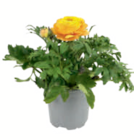 toom Baumarkt Hopsten - Ranunkel Angebot im Prospekt Ranunkel bei toom Baumarkt im Hopsten Prospekt für 2,79 €