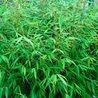 BAMBOU (FARGESIA RUFA) - SANSMARQUE en promo chez Auchan Hypermarché Lyon à 9,99 €