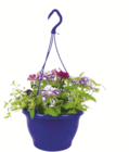 toom Baumarkt Tschernitz - Sommerblumen-Ampel Angebot im Prospekt Sommerblumen-Ampel bei toom Baumarkt im Tschernitz Prospekt für 7,99 €