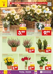 Aktueller Netto Marken-Discount Prospekt mit Blumen, "Aktuelle Angebote", Seite 10