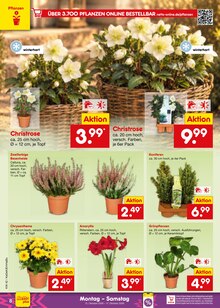 Pflanzen im Netto Marken-Discount Prospekt "Aktuelle Angebote" mit 71 Seiten (Aachen)