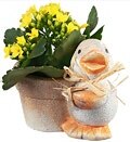 Kaufland Wörth - Blühpflanzen in Osterdeko Blühpflanzen in Osterdeko Angebot bei Kaufland Wörth im Prospekt "MO - MI. Der Wochenstart"