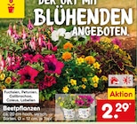 Beetpflanzen  im aktuellen Netto Marken-Discount Prospekt für 2,29 €