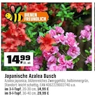 Japanische Azalea Busch bei OBI im Fulda Prospekt für 14,99 €