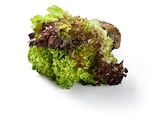 Multicolor Salat Angebote bei Lidl Celle für 0,99 €