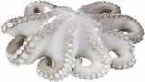 Pulpo Blume Angebote bei E center Offenbach für 3,29 €