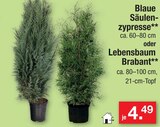 Blaue Säulenzypresse oder Lebensbaum Brabant im aktuellen Zimmermann Prospekt