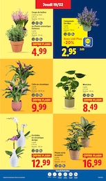 Prix et réduction Orchidée dans le prospectus Lidl en cours Offre Orchidée dans le catalogue Lidl du moment à la page 29