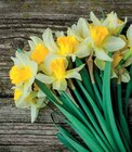 Bouquet 10 Jonquilles en promo chez Intermarché Nîmes à 3,99 €