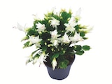 Lidl Niederzier - XXL-Schlumbergera Angebot im Prospekt XXL-Schlumbergera bei Lidl im Niederzier Prospekt für 7,99 €