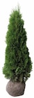 Thuja-Smaragd – Ballenware von Kölle im aktuellen Pflanzen Kölle Prospekt für 19,99 €