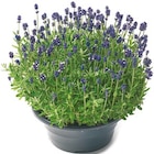 Lavendel oder Nelken Trio Schale für 7,99 € bei Netto mit dem Scottie im Angebot Lavendel oder Nelken Trio Schale im aktuellen Netto mit dem Scottie Prospekt