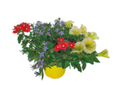 Beetpflanzen-Trio Trixies für 2,99 € bei Netto mit dem Scottie im Angebot Beetpflanzen-Trio Trixies im aktuellen Netto mit dem Scottie Prospekt
