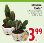 Halloween-Kaktus im Angebot bei EDEKA in Friedrichshafen Halloween-Kaktus Angebote bei EDEKA Friedrichshafen für 3,99 €