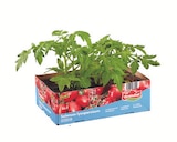 Aktuelles Tomatenpflanzen Angebot bei Lidl in Wuppertal ab 3,99 €