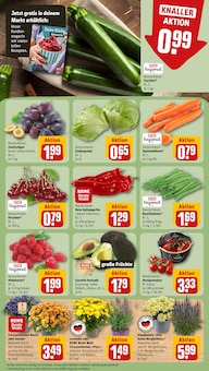 Pflanzen im aktuellen REWE Prospekt (Bielefeld) Pflanzen im REWE Prospekt "Dein Markt" mit 16 Seiten (Bielefeld)