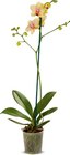 Phalaenopsis im Angebot bei Netto Marken-Discount in Paderborn Phalaenopsis Angebote bei Netto Marken-Discount Paderborn für 5,99 €
