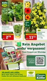 Schwarzäugige Susanne Angebot im aktuellen Pflanzen Kölle Prospekt auf Seite 14