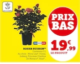 Rosier buisson en promo à 19,99 € chez Hyper U Rosier buisson dans le catalogue Hyper U