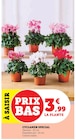 Cyclamen Special en promo chez Super U Sarcelles à 3,99 €