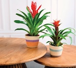 Bromelias panier orangé - Super U à Toulon Bromelias panier orangé en promo chez Super U Toulon à 8,99 €