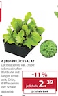 Aktuelles Bio Pflücksalat Angebot bei Dehner Garten-Center in Wuppertal ab 2,39 €