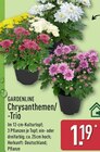 Aktuelles Chrysanthemen/-Trio Angebot bei ALDI Nord in Dresden ab 1,19 €