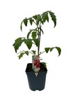 Plant potager greffé dans le catalogue Carrefour