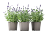 Lavendel für 2,66 € bei Blume 2000 im Angebot Lavendel im aktuellen Blume 2000 Prospekt