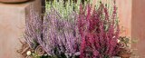 Knospenheide 'Garden Girls' bei Hagebaumarkt im Kierspe Prospekt für 1,99 €