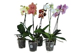 Orchidée - Carrefour Orchidée à 5,99 € dans le catalogue Carrefour