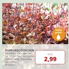 Angebot im BBM Baumarkt Barsinghausen Prospekt BBM Baumarkt Barsinghausen Prospekt mit im Angebot für 2,99 €
