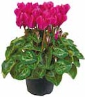 Cyclamen „Alpenveilchen“ für 1,99 € bei Netto mit dem Scottie im Angebot Cyclamen „Alpenveilchen“ im aktuellen Netto mit dem Scottie Prospekt
