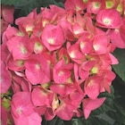 Hortensia (Hydrangea Macrophylla) multicolore. Le pot de 7 litres - BOTANIC® - Botanic à Rueil-Malmaison Hortensia (Hydrangea Macrophylla) multicolore. Le pot de 7 litres - BOTANIC® en promo chez Botanic Rueil-Malmaison à 34,99 €