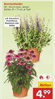Sommerstauden Angebote bei Netto Marken-Discount Kleve für 4,99 €