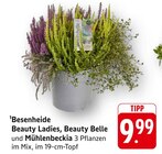 Besenheide Beauty Ladies bei EDEKA im Karlsbad Prospekt für 9,99 €