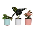 Plantes vertes en promo chez Carrefour Grenoble à 2,49 €
