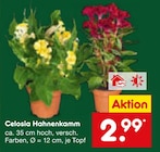 Celosia Hahnenkamm im Angebot bei Netto Marken-Discount in Homburg Celosia Hahnenkamm Angebote bei Netto Marken-Discount Homburg für 2,99 €