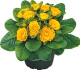 Hagebaumarkt Aalen - Rosenprimel Angebot im Prospekt Rosenprimel bei Hagebaumarkt im Aalen Prospekt für 3,99 €