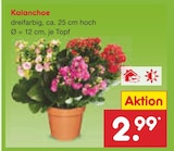 Kalanchoe im Angebot bei Netto Marken-Discount in Passau Kalanchoe Angebote bei Netto Marken-Discount Passau für 2,99 €