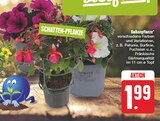 EDEKA Limbach - Balkonpflanze Angebot im Prospekt Balkonpflanze bei EDEKA im Limbach Prospekt für 1,99 €